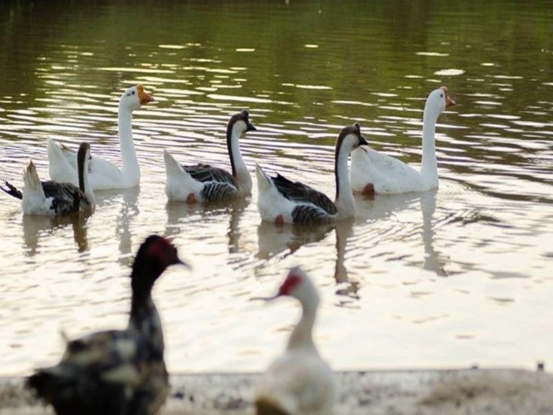 Waterbirds on a pond at Our Eco Farm