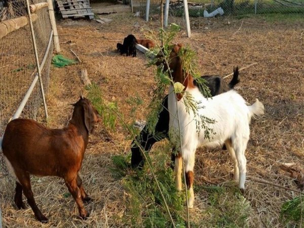 Goats photographed at Our Eco Farm